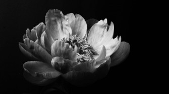 Peony Black Aesthetic Laptop Wallpaper
