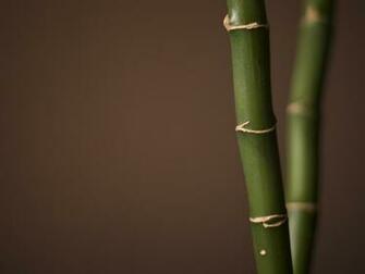 Bamboo Wallpaper X