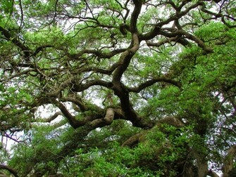 Live Oak Wallpaper By Nonweasel
