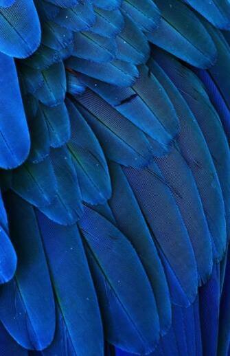Macro Photograph Of The Feathers A Blue And Yellow Macaw