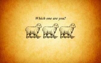 Sheep Wallpaper Hq