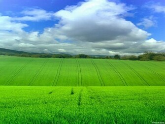 Beautiful Grassland Wallpaper Area