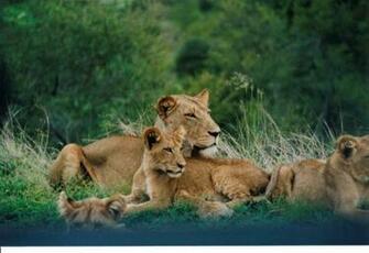 Screensaver Big Cats Cosmo Cat S Home
