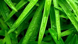 Wallpaper Grass Green Wet Drop
