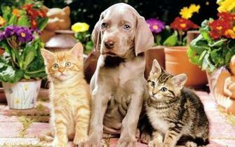 Cat Wallpaper Jan Picture Gallery