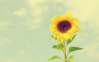 Optimistic Wallpaper World