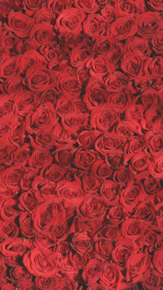 Red Flower Aesthetic Wallpaper