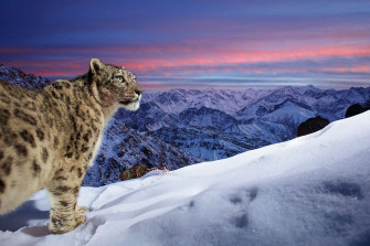 Snow Leopard Wallpaper