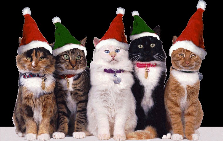 The Tree Night Before Christmas Catmas Carols Humour