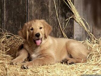 Golden Retriever Puppy Wallpaper And