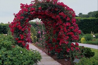 Rose Garden Wallpaper Gallery