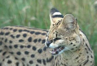 Funny Big Cats HD Wallpaper Pictures To Pin