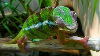 Amphibians A Chameleon Wallpaper