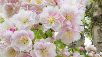 Apple Flower Blossoms Desktop Pc And Mac Wallpaper