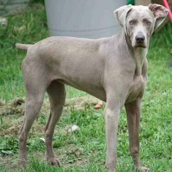 Weimaraner Puppy Picture The Dog Wallpaper Best