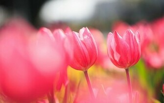 Flowers Pink Tulips Field Wallpaper