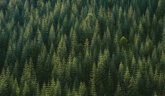 Pine Tree Pictures Image Stock Photos