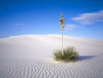 Desert Oasis Wallpaper HD Pictures Image