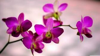 Orchid Color 4k HD Desktop Wallpaper For Ultra Tv Wide