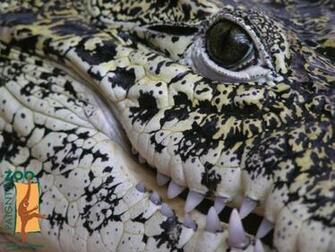 Croc Wallpaper
