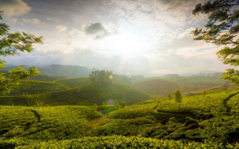 Tea Plantation Wallpaper X Net