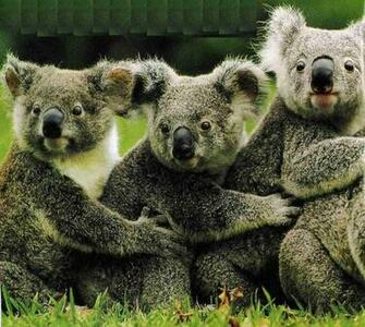 Animals Wallpaper