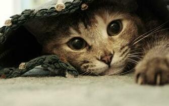 Click Select Set As Desktop Background Wallpaper Animals Cats