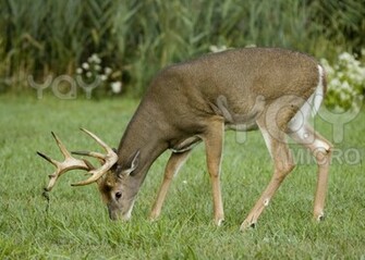 Deer Wallpaper
