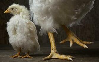 Chicken Computer Wallpaper Desktop Background Id