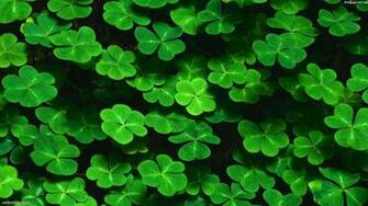 Clover Pictures Wallpaper Desktop HD