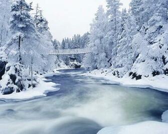 Winter Forest Desktop Wallpaper