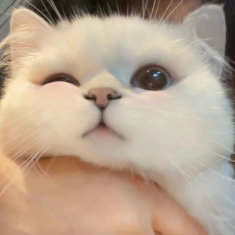 Cute Cats Aesthetic Wallpaper