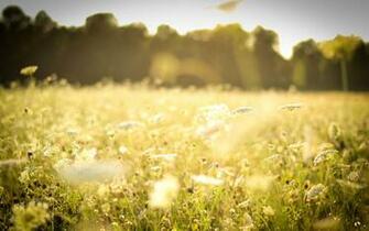 Beautiful Spring Meadow Wallpaper Px
