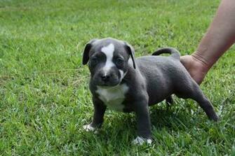 Pitbull Dogs Jpg