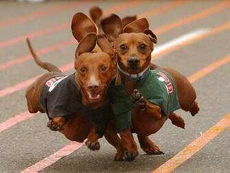 Wallpaper Dachshund Pictures