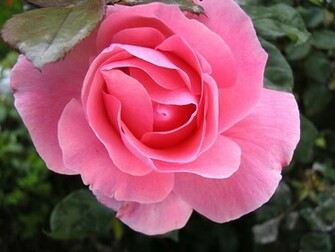 Pretty Pink Flower Wallpaper High Quality