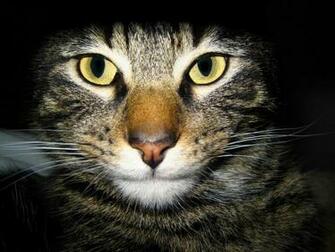 Animals Zoo Park Cats Wallpaper Desktop Cat