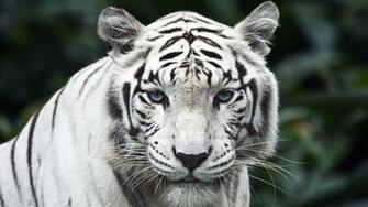 Animal HD Wallpaper Hebus Org High Definition
