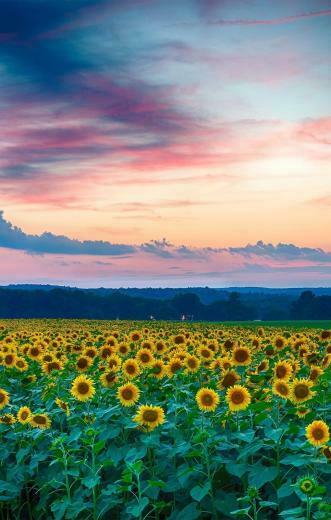 Sunflowers Field iPhone iPad With Image Sunflower Wallpaper