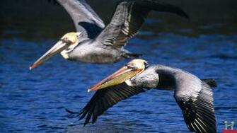 Seagulls Hunt Fish HD Wallpaper