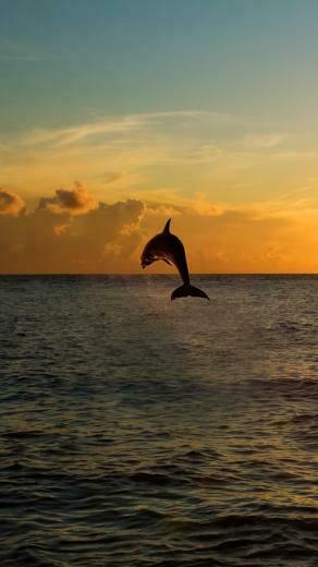 Twilight Dolphins iPhone Plus Wallpaper