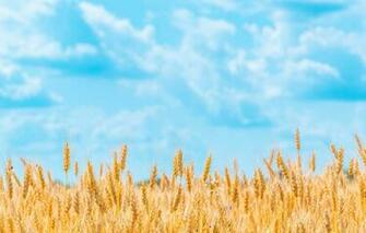 Wallpaper Field Summer The Sky Clouds Nature Background Blue