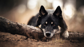 Dog 4k Wallpaper