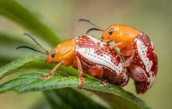 Wallpaper Leaves Macro Insects Background Plant Beetle Pair