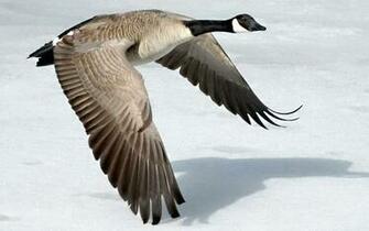 Geese Wallpaper Animals Library