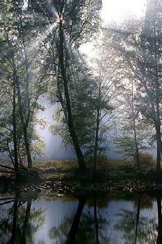 In Forest iPhone HD Wallpaper