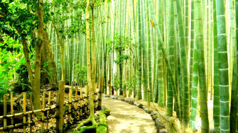Bamboo Forest HD Wallpaper