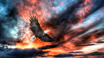 HD Wallpaper For Theme Eagle Image