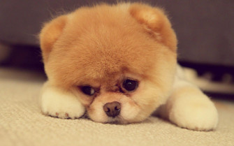 Best Cute Image Wallpaper