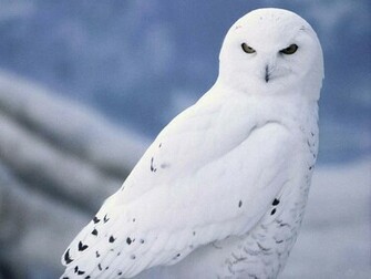 Owl Wallpaper Desktop